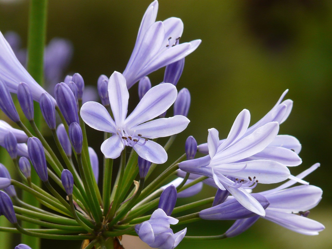 Come seminare e coltivare l’agapanthus