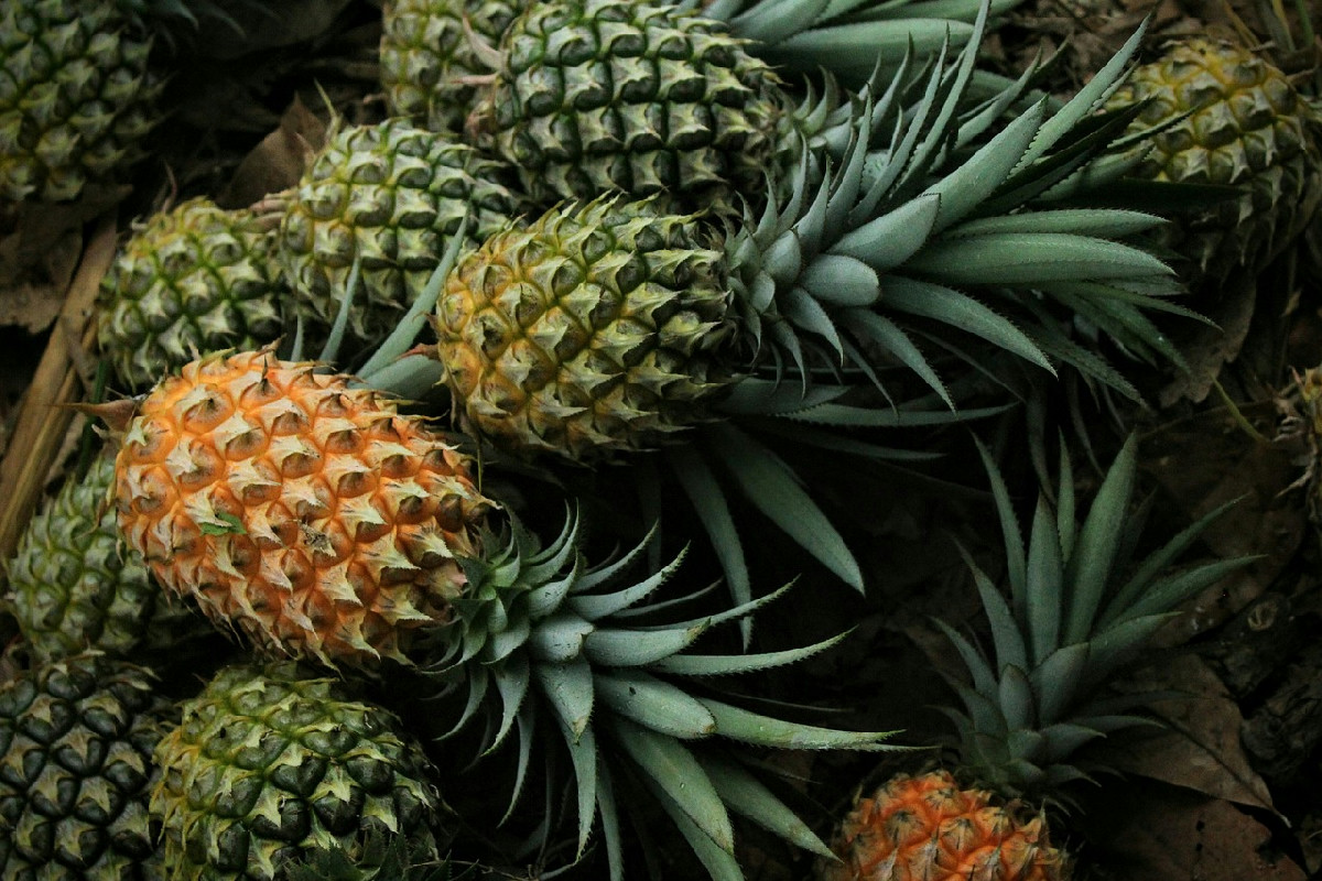 Questi frutti spingono il metabolismo al massimo: dagli agrumi all’ananas, la lista completa